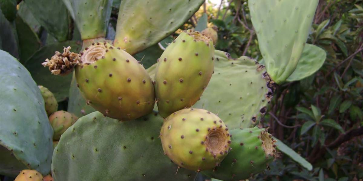 Puglia, aggiornato l'elenco regionale dei Prodotti Agroalimentari Tradizionali